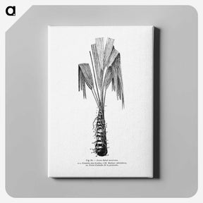 2-42_Les-Palmiers-Histoire-Iconographique_canvas