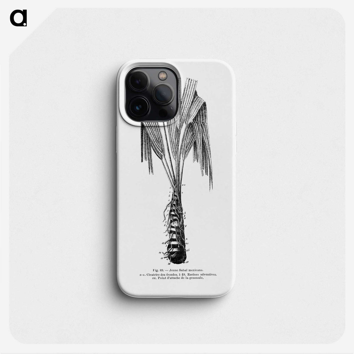 2-42_Les-Palmiers-Histoire-Iconographique_phone