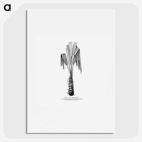2-42_Les-Palmiers-Histoire-Iconographique_picture