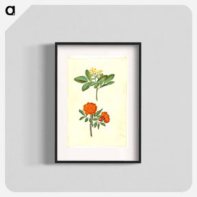 アートポスター-Jasminum odoratissimum and Punica granatum
 - マリア ジビーラ メーリアン Poster.