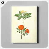 アートパネル-Jasminum odoratissimum and Punica granatum
 - マリア ジビーラ メーリアン Canvas.