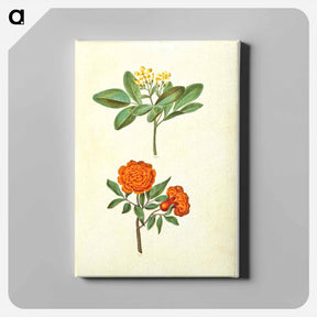 アートパネル-Jasminum odoratissimum and Punica granatum
 - マリア ジビーラ メーリアン Canvas.