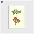 アートポストカード-Jasminum odoratissimum and Punica granatum
 - マリア ジビーラ メーリアン Postcard.
