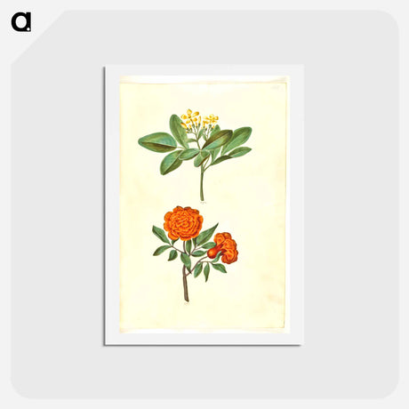 アートポストカード-Jasminum odoratissimum and Punica granatum
 - マリア ジビーラ メーリアン Postcard.