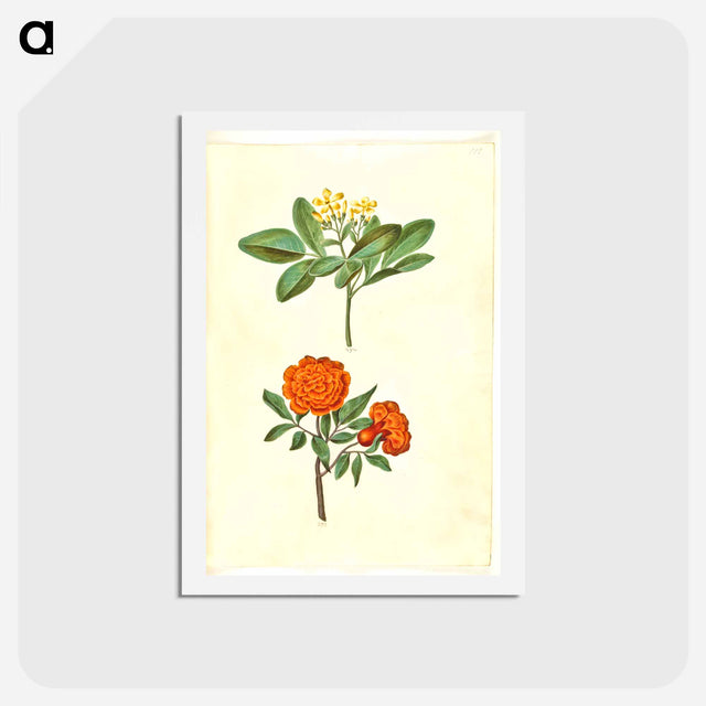 アートポストカード-Jasminum odoratissimum and Punica granatum
 - マリア ジビーラ メーリアン Postcard.