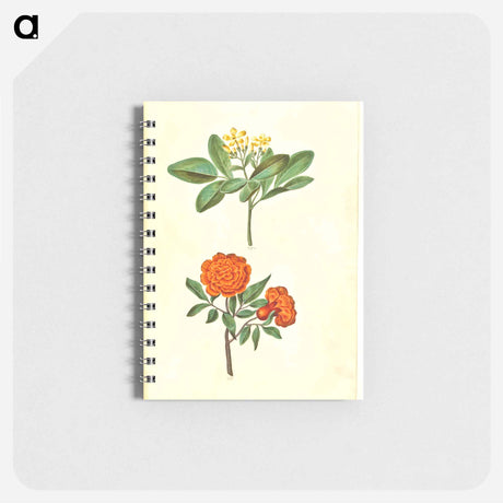 アートメモ帳-Jasminum odoratissimum and Punica granatum
 - マリア ジビーラ メーリアン Memo.