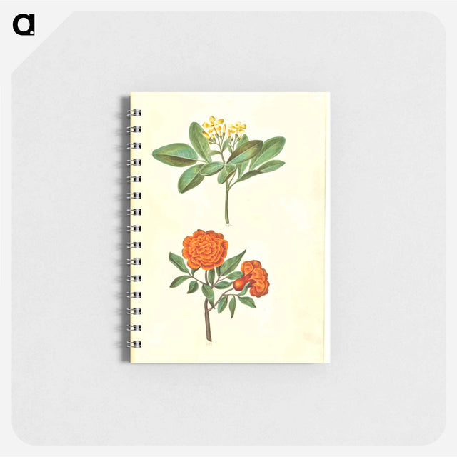 アートメモ帳-Jasminum odoratissimum and Punica granatum
 - マリア ジビーラ メーリアン Memo.
