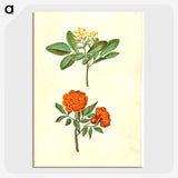 2-42_Maria-Sibylla-Merian_picture-crop