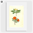 2-42_Maria-Sibylla-Merian_picture