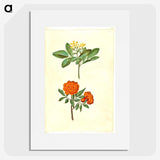 2-42_Maria-Sibylla-Merian_picture