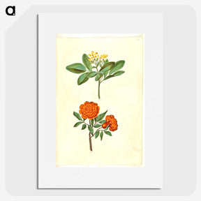 2-42_Maria-Sibylla-Merian_picture