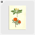 2-42_Maria-Sibylla-Merian_postcard