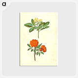 アートポストカード-Jasminum odoratissimum and Punica granatum
 - マリア ジビーラ メーリアン Postcard.