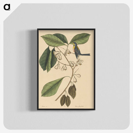 2-42_Mark-Catesby_blk-crop