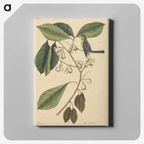 2-42_Mark-Catesby_canvas