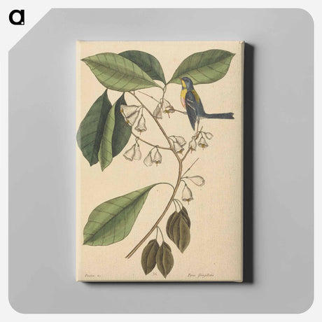アートパネル-The Finch Creeper
 - マーク ケイツビー Canvas.