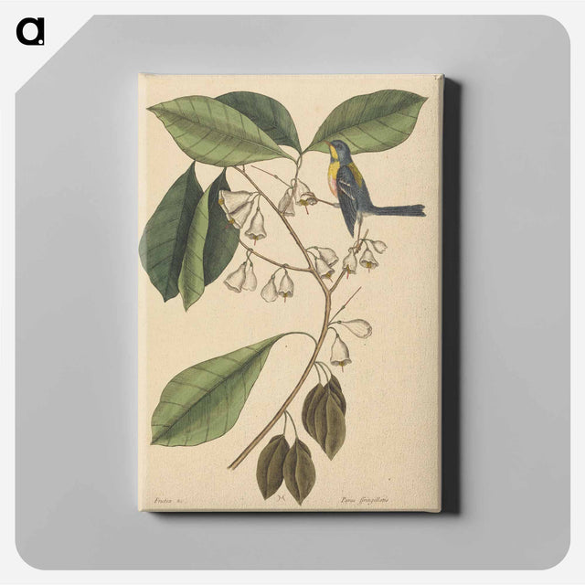アートパネル-The Finch Creeper
 - マーク ケイツビー Canvas.