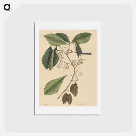 アートポストカード-The Finch Creeper
 - マーク ケイツビー Postcard.