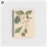 2-42_Mark-Catesby_memo