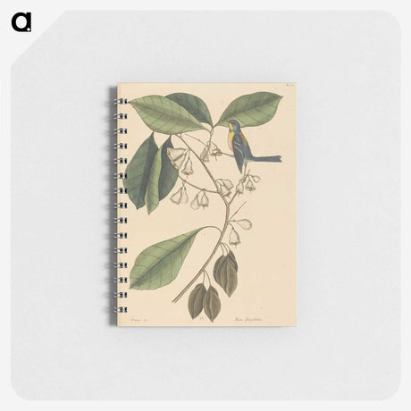 2-42_Mark-Catesby_memo