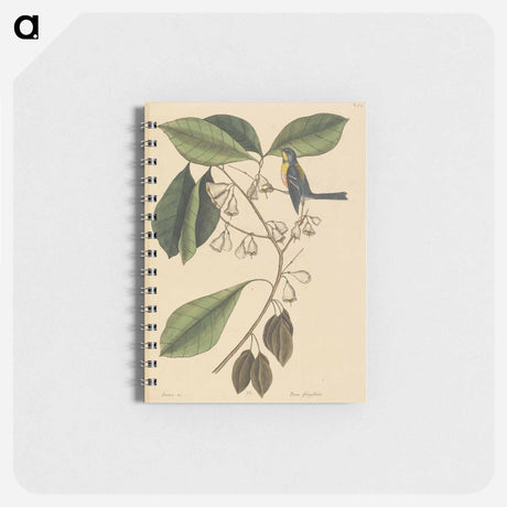 アートメモ帳-The Finch Creeper
 - マーク ケイツビー Memo.