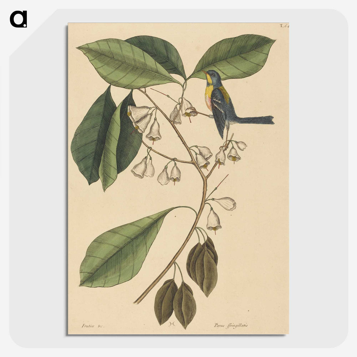 2-42_Mark-Catesby_picture-crop