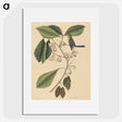 2-42_Mark-Catesby_picture