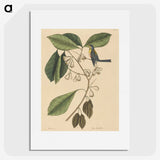 2-42_Mark-Catesby_picture
