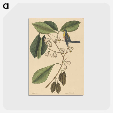 アートポストカード-The Finch Creeper
 - マーク ケイツビー Postcard.