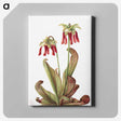 2-42_Mary-Vaux-Walcott_canvas
