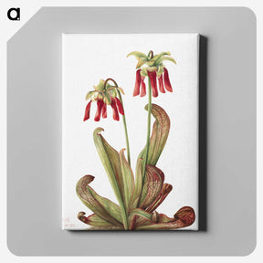 2-42_Mary-Vaux-Walcott_canvas