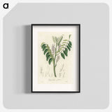 2-42_Medical-Botany_blk
