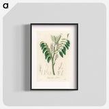 アートポスター-Liquorice (Glycyrrhiza glabra) Illustration
 - 薬用植物学 Poster.