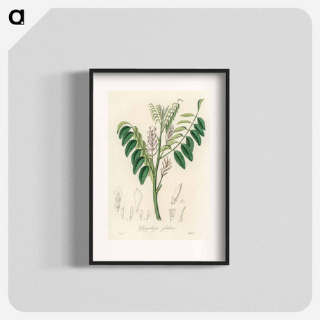 アートポスター-Liquorice (Glycyrrhiza glabra) Illustration
 - 薬用植物学 Poster.