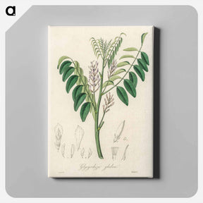 アートパネル-Liquorice (Glycyrrhiza glabra) Illustration
 - 薬用植物学 Canvas.