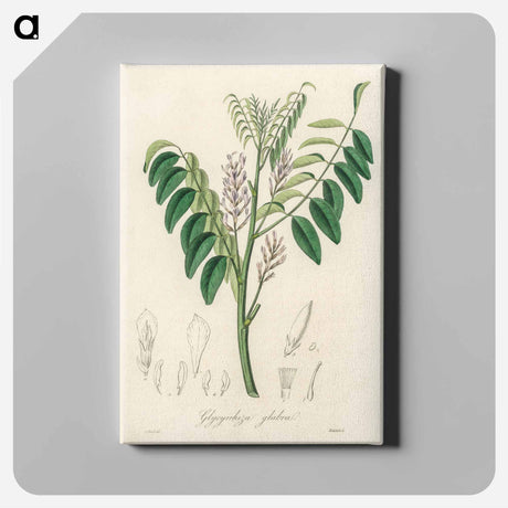 アートパネル-Liquorice (Glycyrrhiza glabra) Illustration
 - 薬用植物学 Canvas.