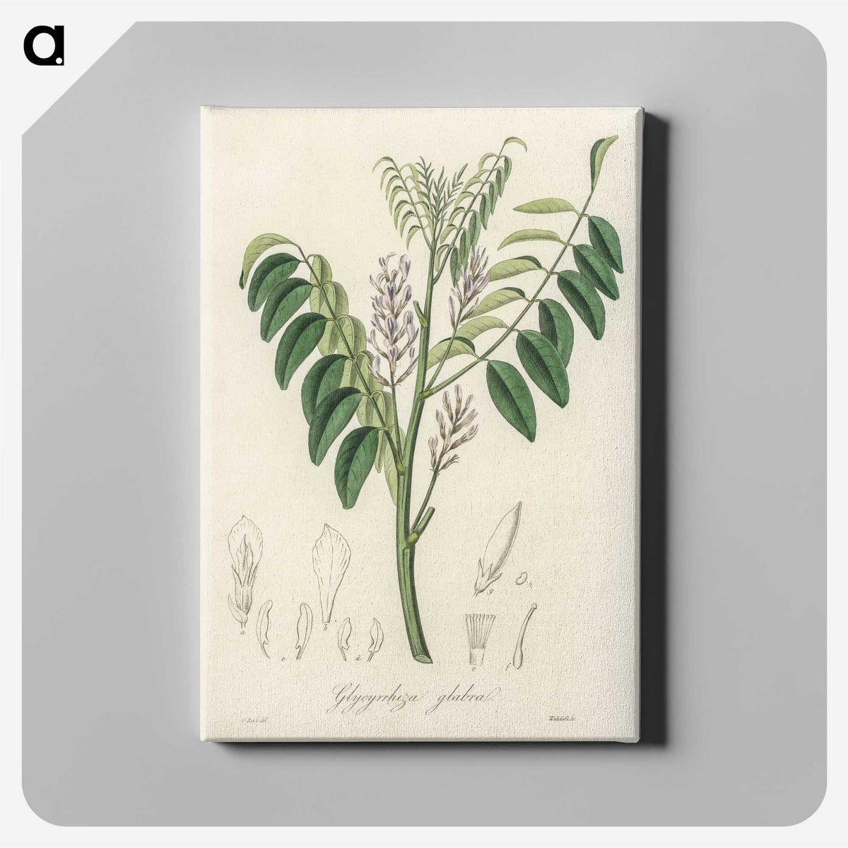 2-42_Medical-Botany_canvas