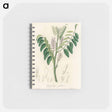 アートメモ帳-Liquorice (Glycyrrhiza glabra) Illustration
 - 薬用植物学 Memo.