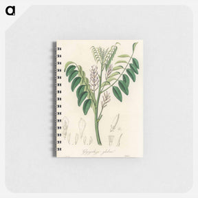 アートメモ帳-Liquorice (Glycyrrhiza glabra) Illustration
 - 薬用植物学 Memo.