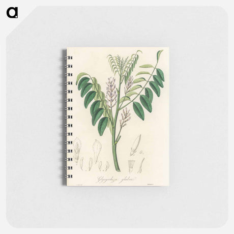 アートメモ帳-Liquorice (Glycyrrhiza glabra) Illustration
 - 薬用植物学 Memo.