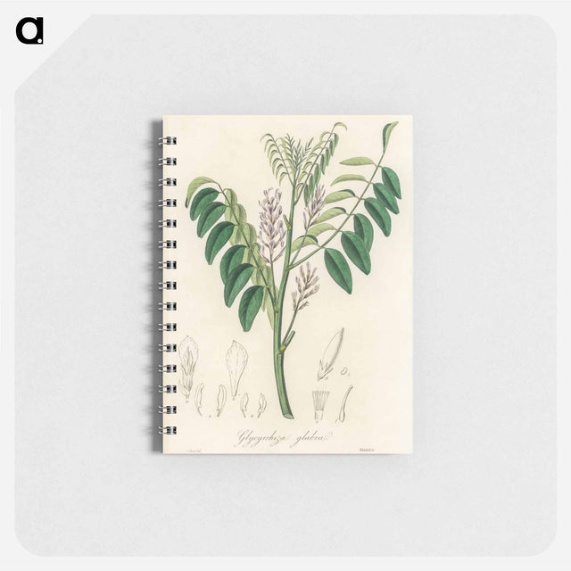 アートメモ帳-Liquorice (Glycyrrhiza glabra) Illustration
 - 薬用植物学 Memo.
