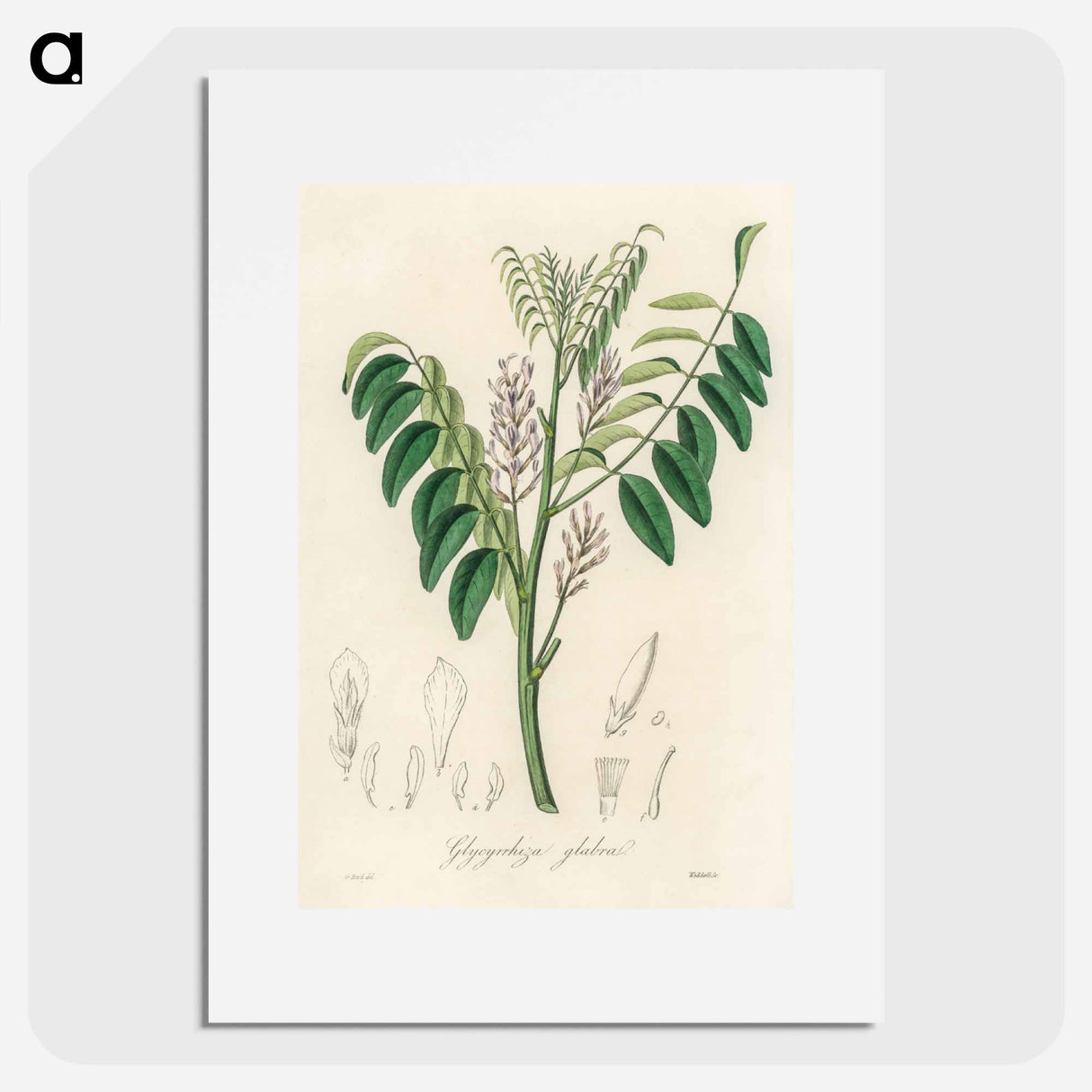 アートポスター-Liquorice (Glycyrrhiza glabra) Illustration
 - 薬用植物学 Poster.