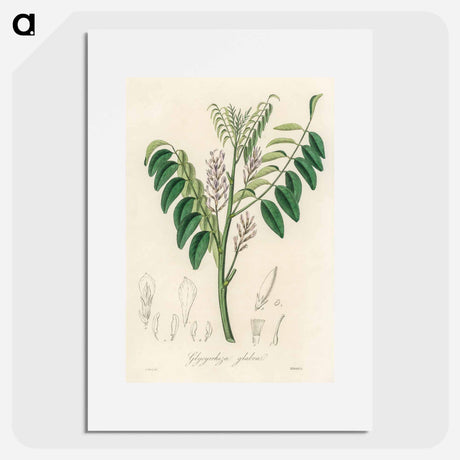 アートポスター-Liquorice (Glycyrrhiza glabra) Illustration
 - 薬用植物学 Poster.