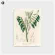 アートポストカード-Liquorice (Glycyrrhiza glabra) Illustration
 - 薬用植物学 Postcard.
