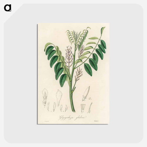 Liquorice (Glycyrrhiza glabra) Illustration
 - Medicinal Botany Postcard.