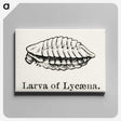 2-42_Moths-and-Butterflies-of-the-United-States_canvas