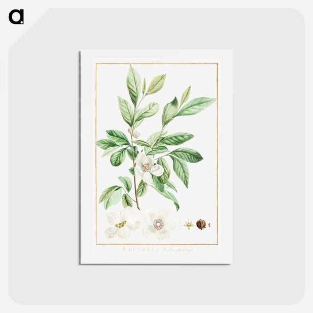 アートポストカード-Stuartia Malacodendron - ピエール ジョゼフ ルドゥーテ Postcard.