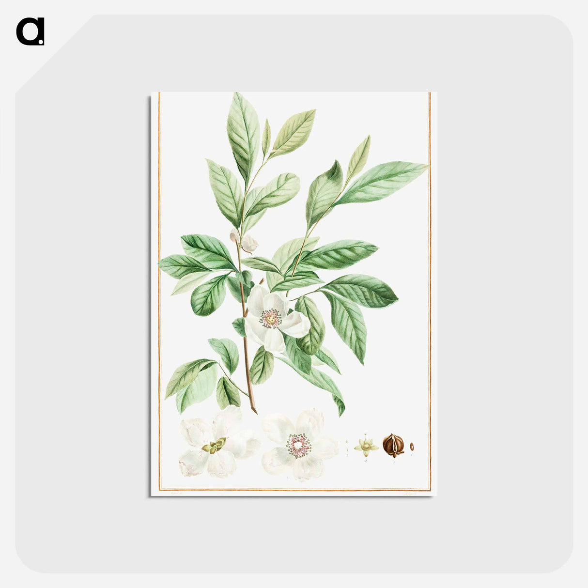 アートポストカード-Stuartia Malacodendron - ピエール ジョゼフ ルドゥーテ Postcard.