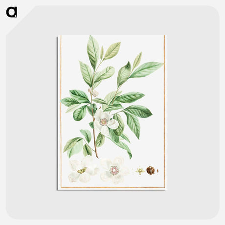 アートポストカード-Stuartia Malacodendron - ピエール ジョゼフ ルドゥーテ Postcard.