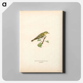 アートパネル-Wood Warbler
 - スヴェンスカ フォグラル Canvas.